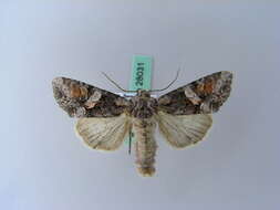 Image of Beautiful Brocade
