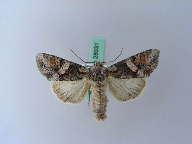 Image of Beautiful Brocade