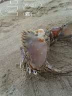 Image of flame box crab