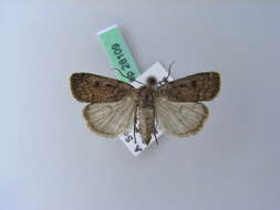 Image of Marsh moth