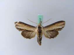 Image of <i>Shargacucullia scrophulariae</i>