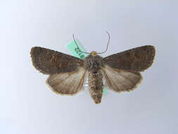 Image of northern deep-brown dart