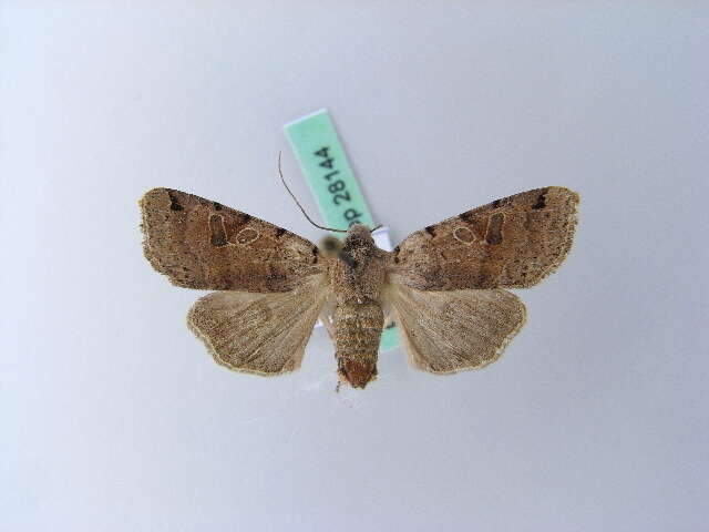 Agrochola litura Linnaeus 1761 resmi