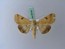 Image of <i>Heliothis peltigera</i>