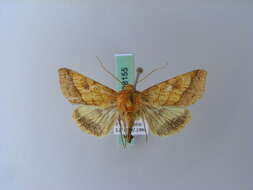 Image of bordered sallow