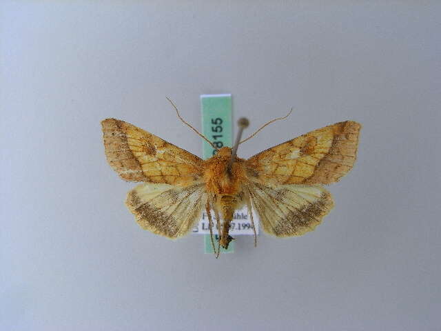 Image of bordered sallow