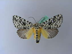 Image de Trichosea ludifica Linnaeus 1758