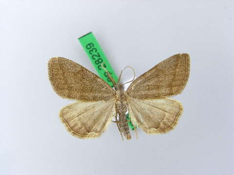 Plancia ëd Polypogon strigilata (Linnaeus 1758)