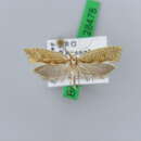 صورة <i>Ypsolopha lucella</i>