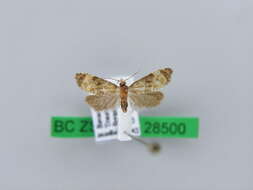 Phalonidia curvistrigana Stainton 1859的圖片