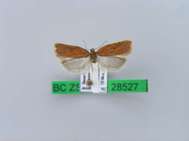 Image of Acleris notana Donovan 1806