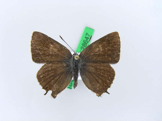 Image of <i>Satyrium spini</i>