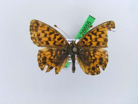 Image of Boloria dia