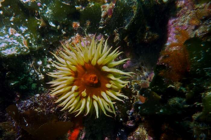 Imagem de Actinia equina (Linnaeus 1758)