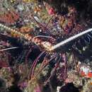 Image of Painted Spiny Lobster