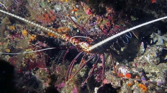 Image of Painted Spiny Lobster