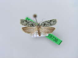 Image of Acleris literana Linnaeus 1758