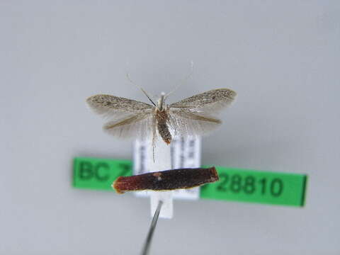 Image of grey fruit-tree case moth