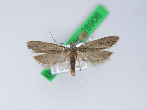 Image of Chionodes tragicella Heyden 1865