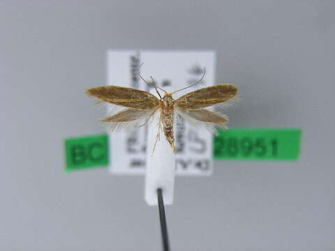 Imagem de <i>Argyresthia bergiella</i>