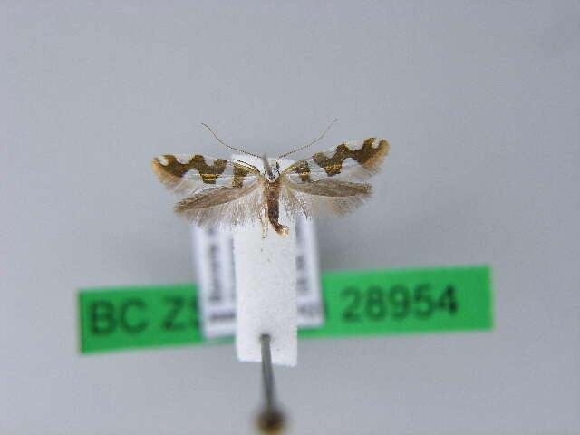 Imagem de Argyresthia brockeella Hübner 1805