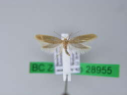 Imagem de <i>Argyresthia bergiella</i>