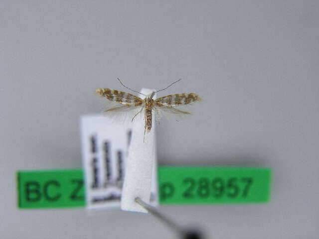 Imagem de Argyresthia trifasciata Staudinger 1871