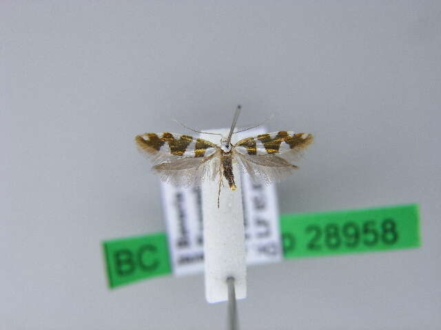 Imagem de Argyresthia brockeella Hübner 1805