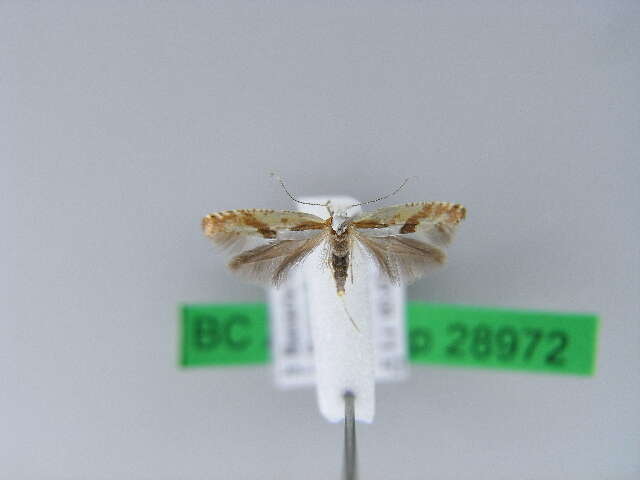 Image of <i>Argyresthia bonnetella</i>