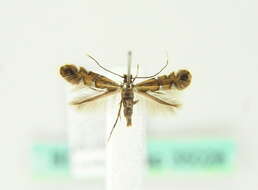 Image of Phyllonorycter lautella (Zeller 1846)