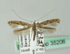 Image of Caloptilia populetorum (Zeller 1839)