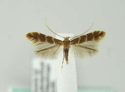 Image of horse-chestnut leaf miner