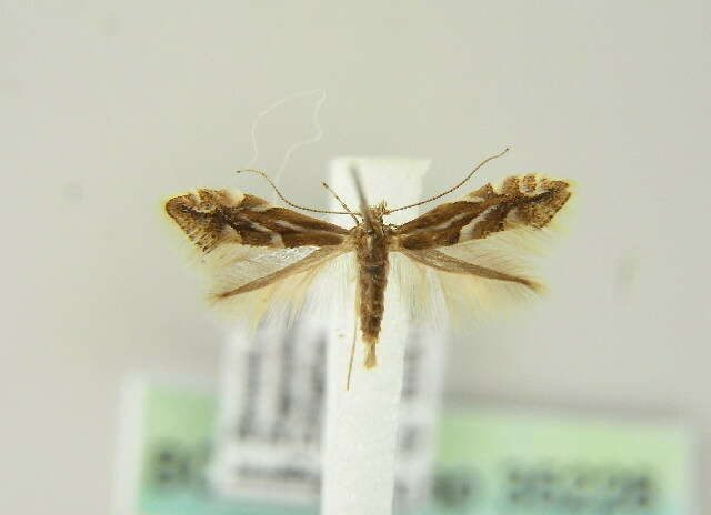 صورة Phyllonorycter salictella (Zeller 1846)