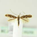 صورة Phyllonorycter cydoniella