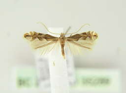 Image of Beech Midge