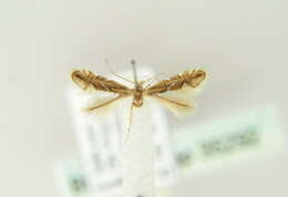 Phyllonorycter hostis Triberti 2007的圖片