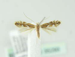 Image of Beech Midge