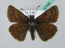 Image of dingy skipper