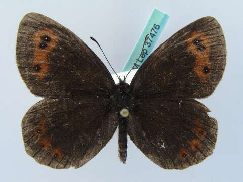 Image of scotch argus