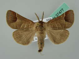 Image of Clostera curtula Linnaeus 1758