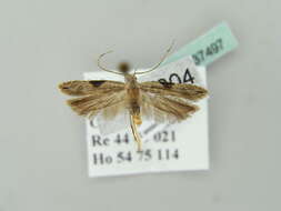 Image of Hypatima rhomboidella Linnaeus 1758