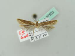 Image of angoumois grain moth