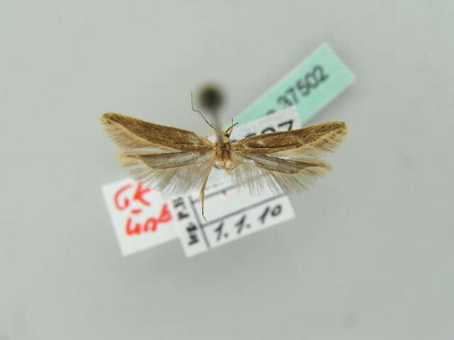 Image of angoumois grain moth