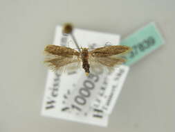 Image of dull red neb