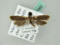 Image of Anacampsis timidella Wocke 1887