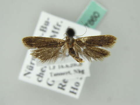 Image of Anacampsis timidella Wocke 1887