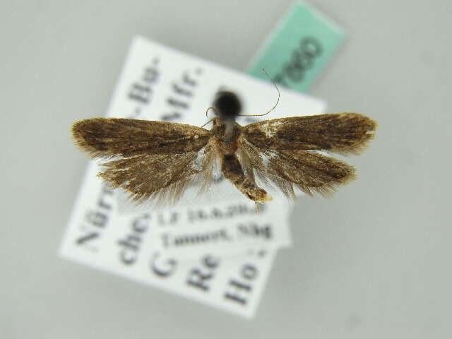 Image of Anacampsis timidella Wocke 1887