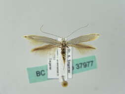 Image of <i>Coleophora pennella</i>