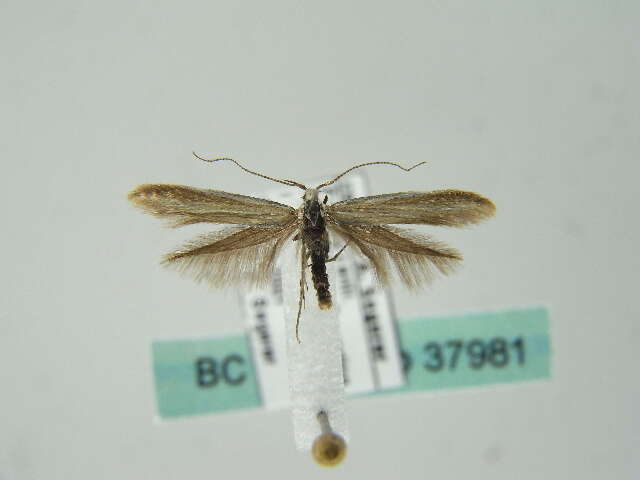 Image of Coleophora fuscociliella Zeller 1849