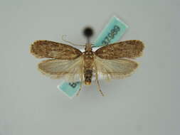 Image of Depressaria olerella Zeller 1854